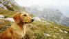 Пес в горах Дурмитора