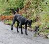 Черные черногорские пес и котик