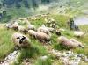Овцы в Дурмиторе