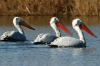 Пеликаны на Скадарском озере
