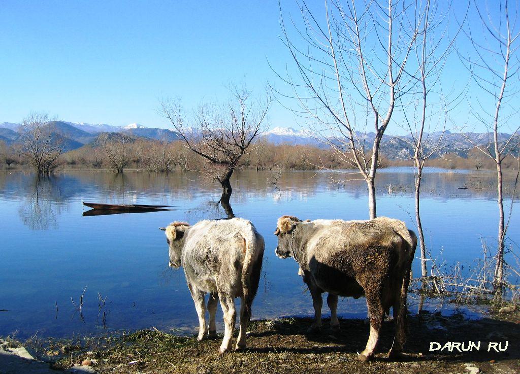 Коровы разговаривают на Скадарском озере