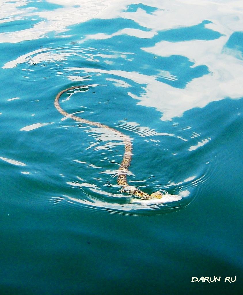Какая то змея на Скадарском озере