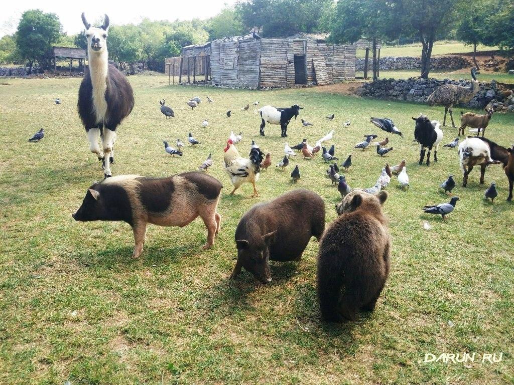 Контактный зоопарк или прием и восстановление животных село Близна((Blizna) Черногория