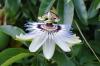 Пасифлора самый красивый цветок в ботанике Черногория