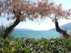 деревья Тамариска на побережье бока-которского залива в районе Зеленики
