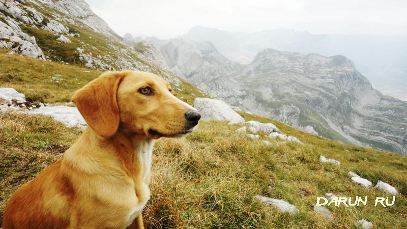 Пес в горах Дурмитора