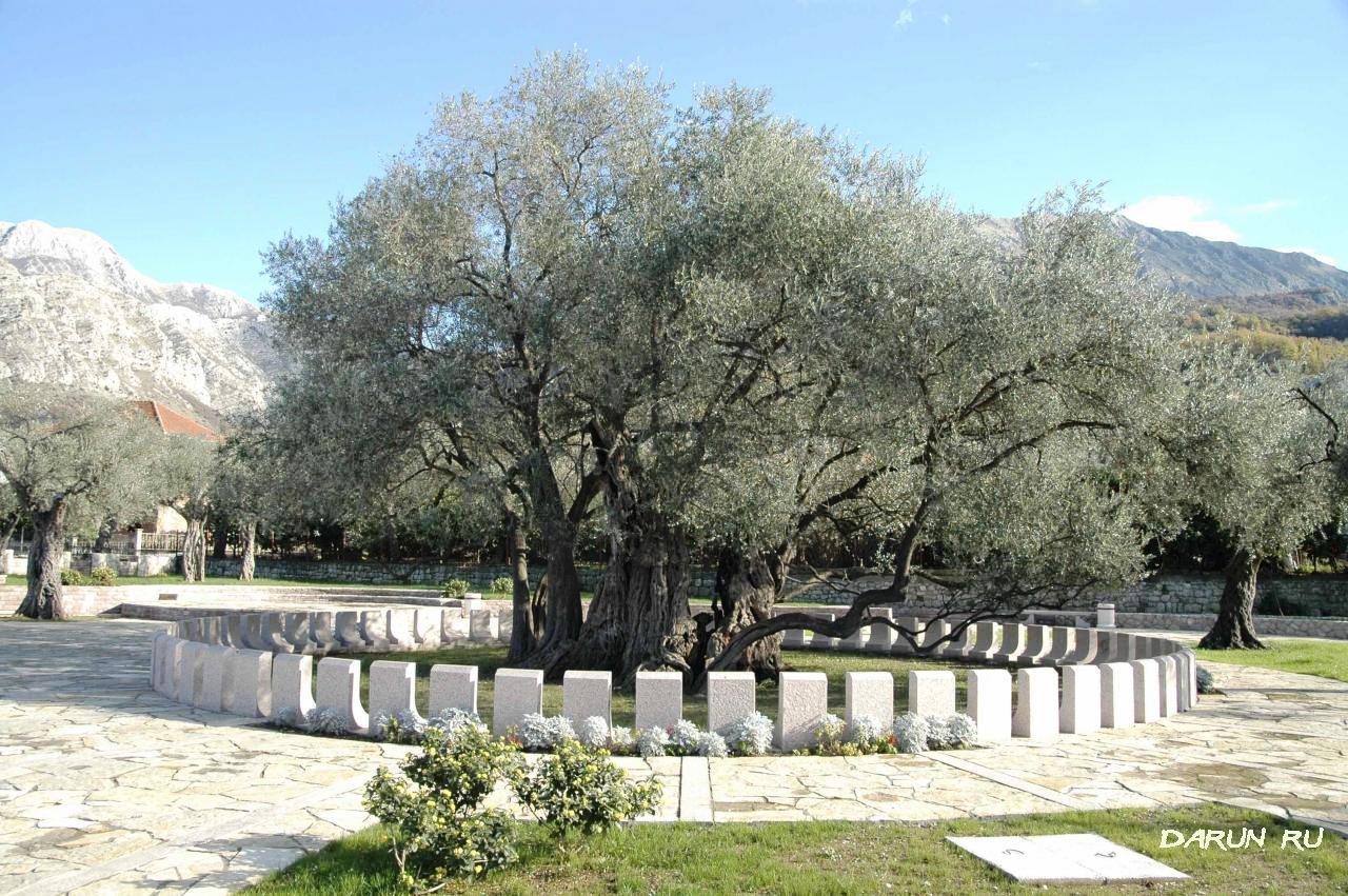 Символ Бара -самое старое оливковое дерево