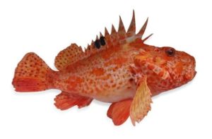 Золотистая скорпена. Red scorpionfish. Škrpina (Scorpaena scrofa).